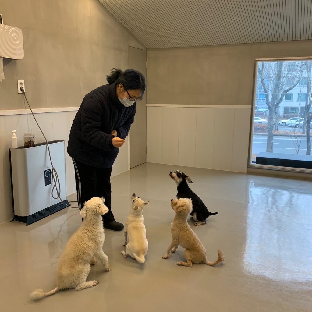 서울 서초구, 설 연휴 '반려견 돌봄 쉼터' 운영