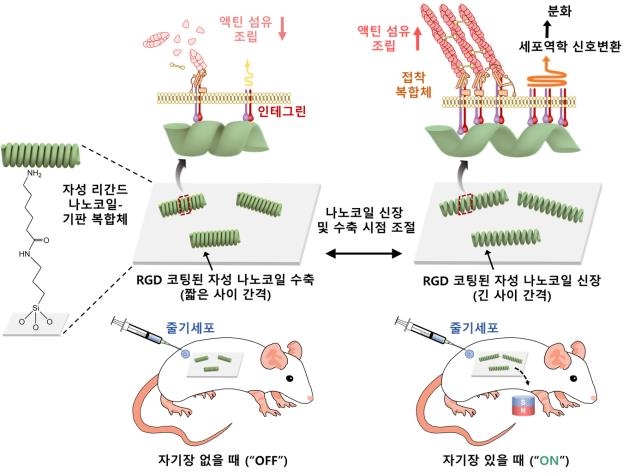 "자기장 활용해 줄기세포 분화 원격조절하는 나노코일 개발"