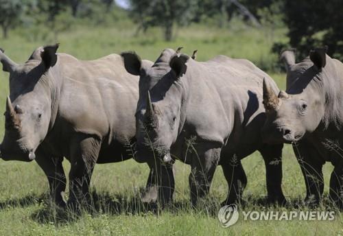 코로나19로 살판난 동물…봉쇄로 코뿔소 밀렵 33% 급감