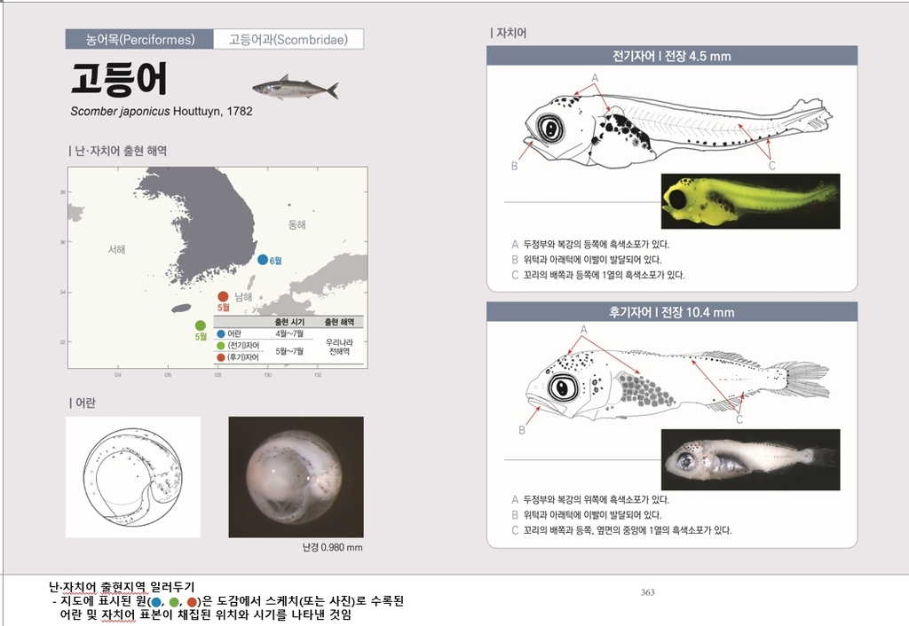 연근해 어류 203종 알·어린 물고기 백과사전 발간