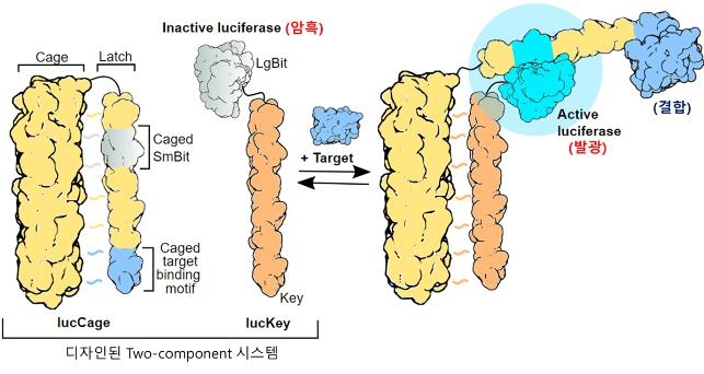 KAIST, 표적과 결합하면 빛을 내는 인공 단백질 개발