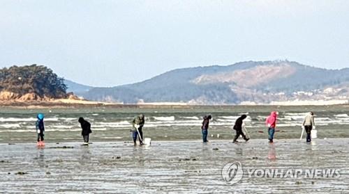 '개불펌프·빠라봉 사용금지'…충남도 불법 개불잡이 특별단속