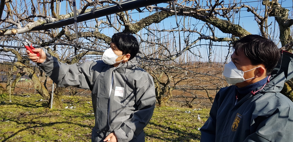 나주시, 과수화상병 예방 첫걸음…"궤양 의심가지 반드시 제거"