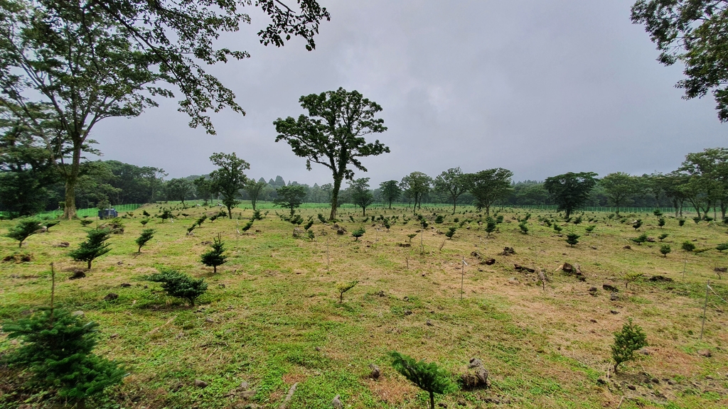 멸종위기 구상나무 토종 미생물 이용해 살려낸다