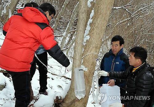 남원 지리산뱀사골서 고로쇠 수액 채취…당도·무기성분 풍부