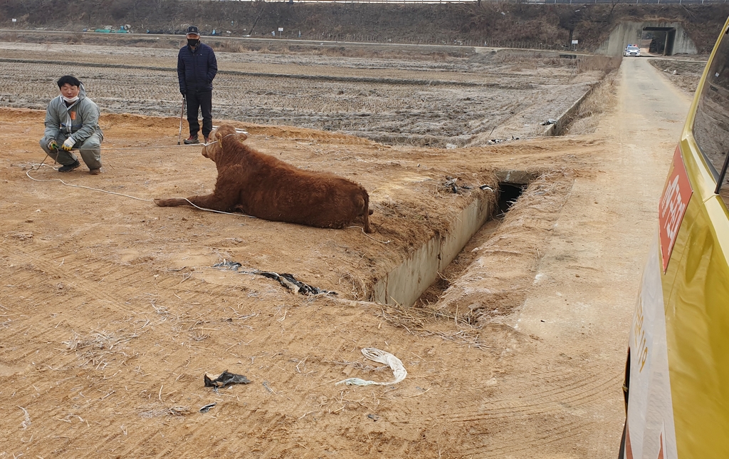 가축시장 탈출한 소 4㎞ 떨어진 길에서 구조