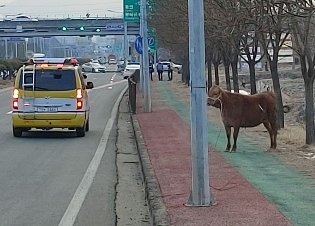 가축시장 탈출한 소 4㎞ 떨어진 길에서 구조