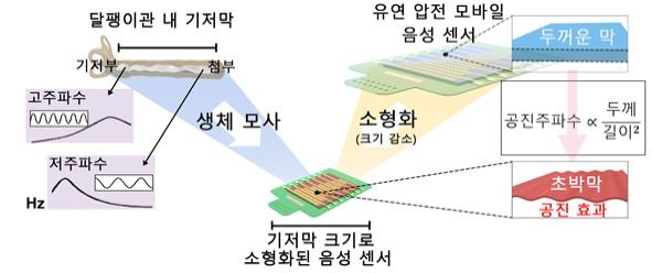 KAIST, 달팽이관 닮은 AI 음성인식 센서 상용화한다