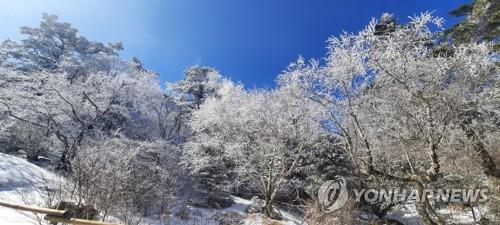 [픽! 남원] 지리산에 상고대 '활짝'