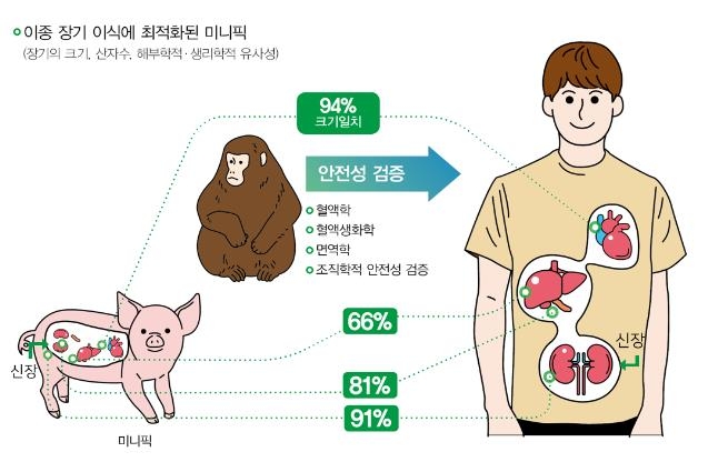 돼지 신장 이식한 원숭이 국내 최장 64일째 생존