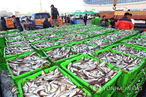 [알쏭달쏭 바다세상Ⅲ](3)탱글탱글한 알·부드러운 살이 매력인 도루묵