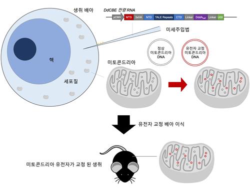 동물 실험에서 미토콘드리아 유전자 편집 성공…세계 최초