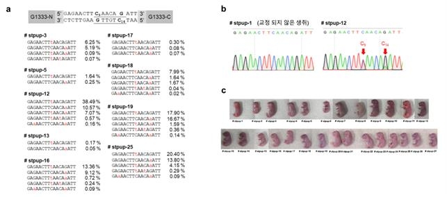 동물 실험에서 미토콘드리아 유전자 편집 성공…세계 최초