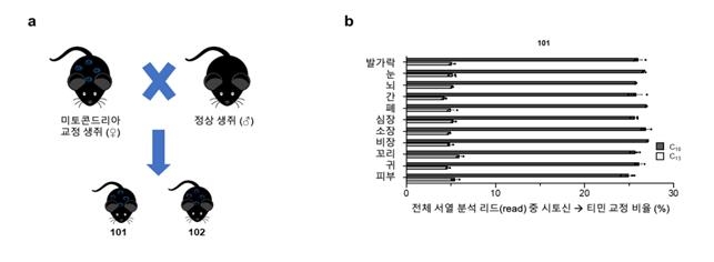 동물 실험에서 미토콘드리아 유전자 편집 성공…세계 최초