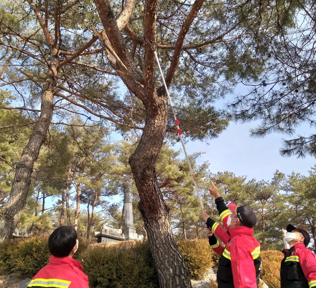 징그러운 매미나방 영하 20도 혹한 속에 살아남았을까