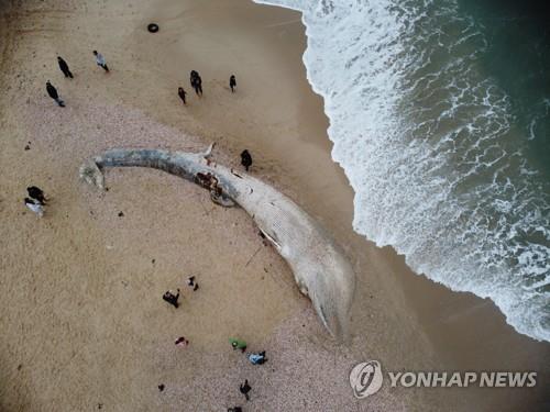 길이 17m 긴수염고래 새끼 이스라엘 해변서 죽은 채 발견