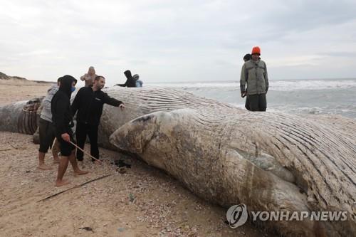 길이 17m 긴수염고래 새끼 이스라엘 해변서 죽은 채 발견