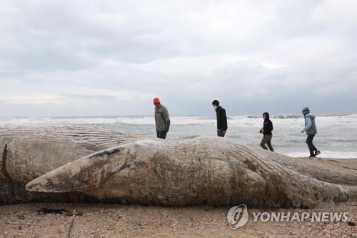 길이 17m 긴수염고래 새끼 이스라엘 해변서 죽은 채 발견