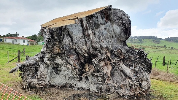 뉴질랜드 카우리 나무, 지구 생명의 비밀 밝힌다