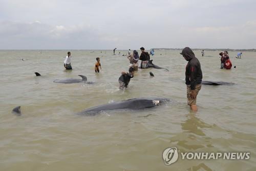 인도네시아 해변서 들쇠고래 52마리 떼죽음…3마리만 구조