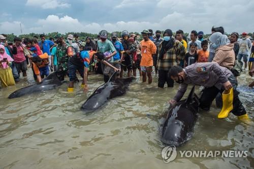 인도네시아 해변서 들쇠고래 52마리 떼죽음…3마리만 구조