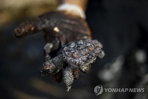 죽은 채 해변에 밀려온 17ｍ 고래 폐에서 '시꺼먼 액체'