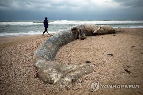 죽은 채 해변에 밀려온 17ｍ 고래 폐에서 '시꺼먼 액체'