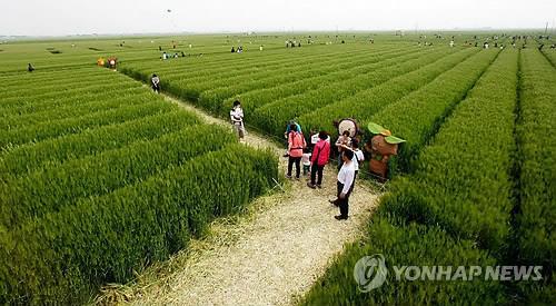 김제시 '지평선 추억의 보리밭 축제' 5월 4~5일 비대면 개최