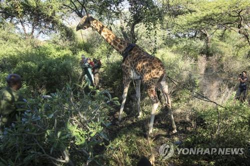 케냐서 2년간 기린 최소 11마리 전깃줄에 감전사