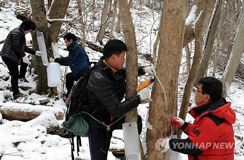 "코로나19 예방"…남원시, 지리산 뱀사골 고로쇠축제 취소