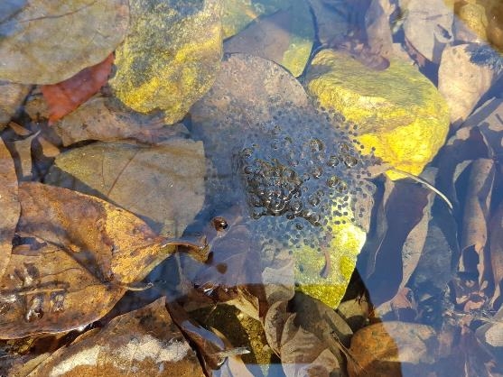 월악산 계곡산개구리 첫 산란 관측…작년보다 20일 늦어