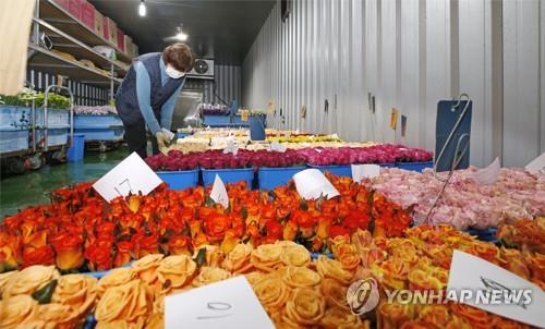 입학·졸업 특수 실종…진천 장미농가들 "이 악물고 버티는 중"