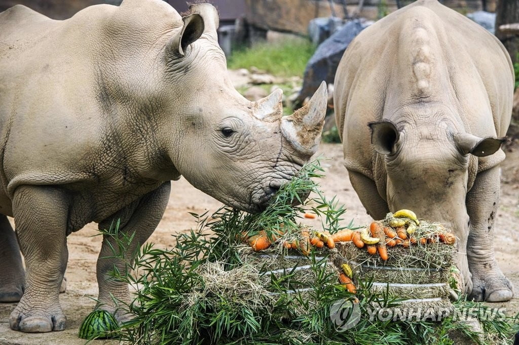 코로나로 되살아나는 자연…코뿔소 밀렵 33% 급감