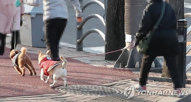 서울시, 개·고양이 대상 코로나 검사…확진시 격리 보호