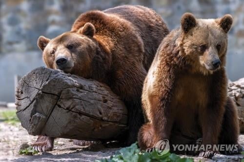 알래스카서 곰 만난 남성, `죽은 척`해서 목숨 구했다