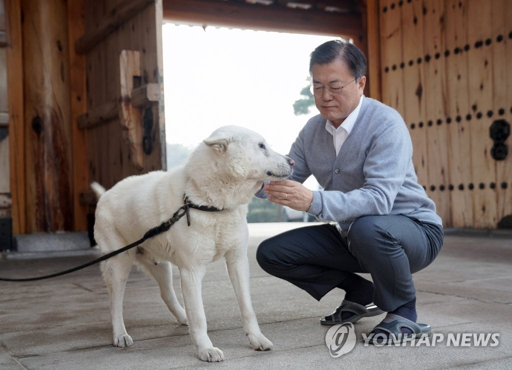 문대통령 설라이프 "반려견·묘 4마리와 함께 뉴스 시청"