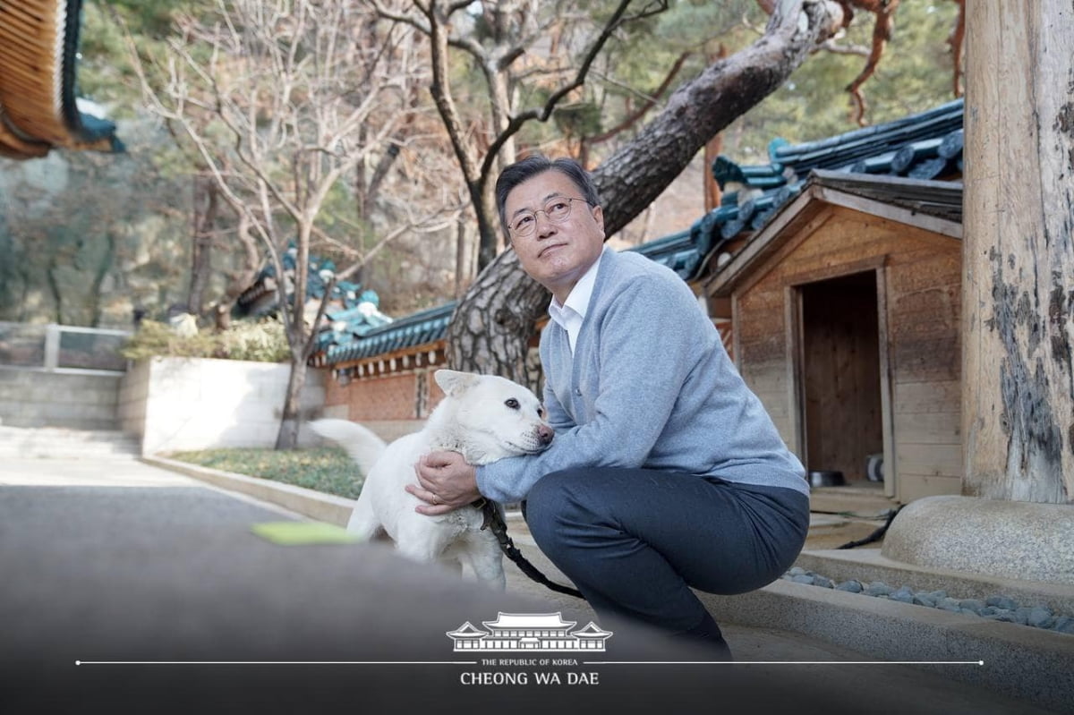 문 대통령이 설 연휴 관저에서 찡찡이, 마루, 토리, 곰이 등 반려동물들과 지내는 모습을 청와대가 공개했다. (청와대 SNS)