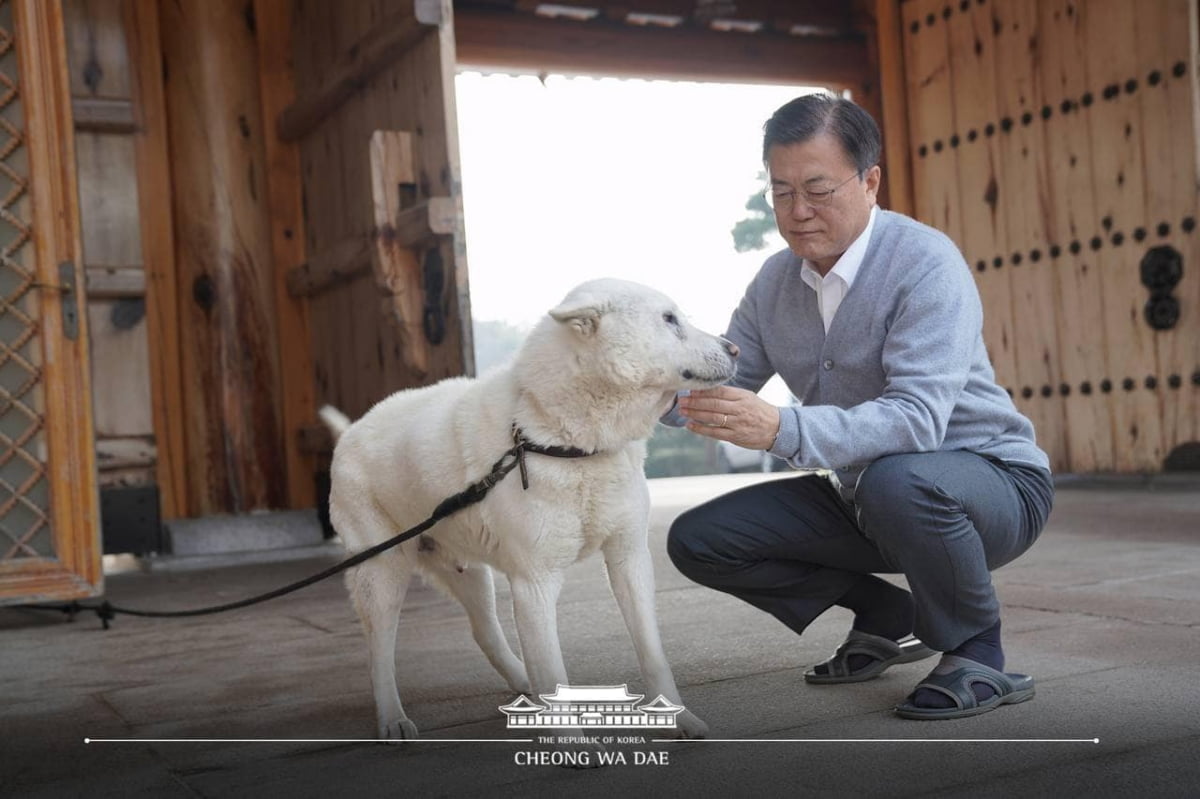 문 대통령이 설 연휴 관저에서 찡찡이, 마루, 토리, 곰이 등 반려동물들과 지내는 모습을 청와대가 공개했다. (청와대 SNS)