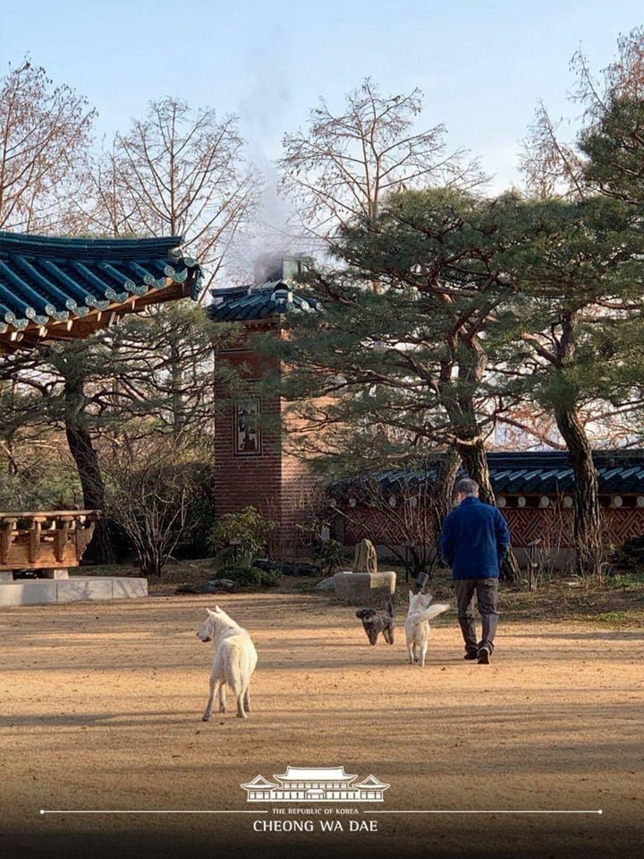 가족모임 대신 반려동물들과…문 대통령 소소한 `설날`