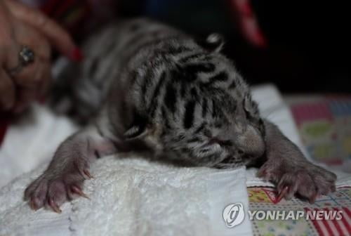 파키스탄 아기 흰호랑이 2마리, 코로나로 숨져