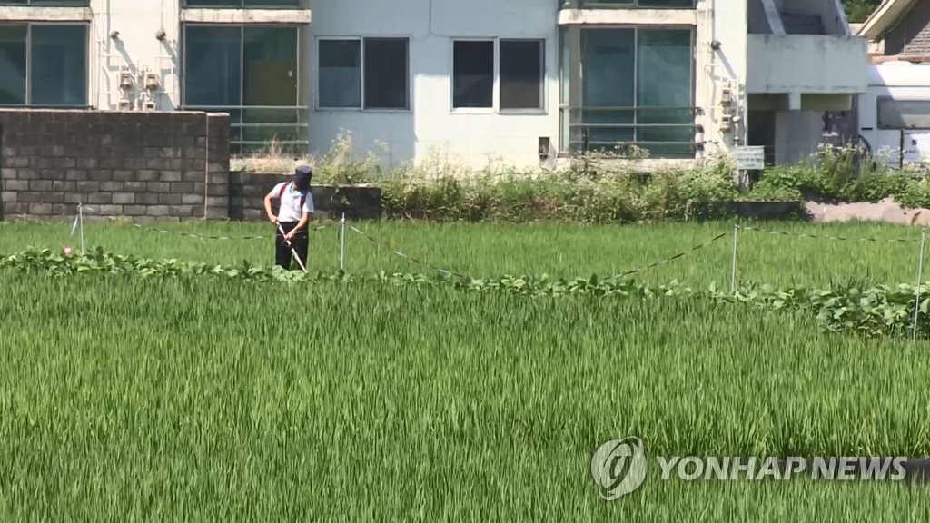 쌀 수급 안정 위해 설 직후 정부양곡 6만t 추가 공급