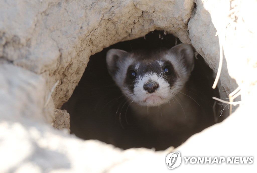 WHO 중국조사팀, 족제비오소리·야생토끼 '중간숙주'로 주목