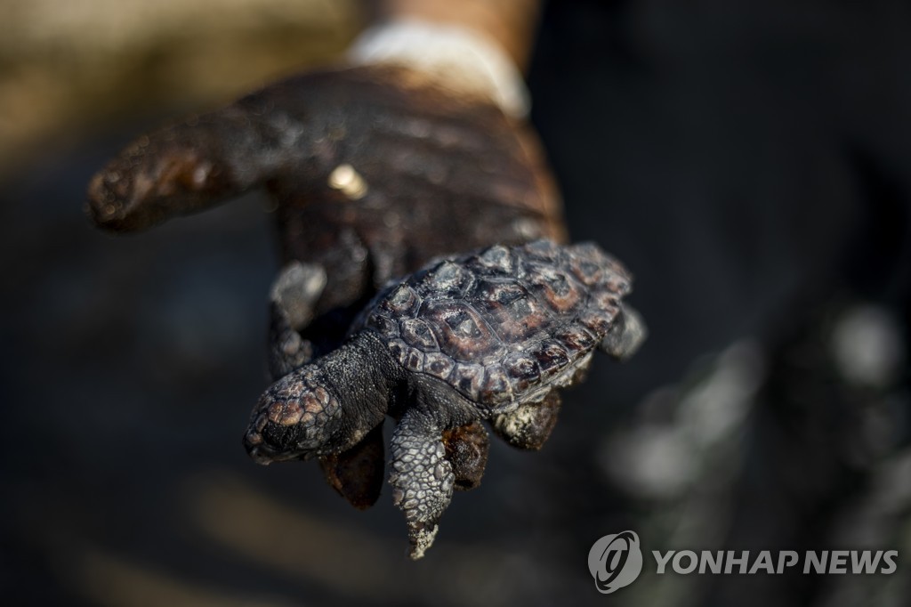 '마요네즈의 기적'…시커먼 기름 흡입한 거북이 씻은 듯이 나아