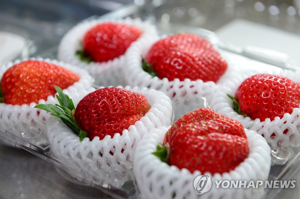 홍성 아리향 딸기 지난달 1억여원 수출…해외서 비싸게 거래