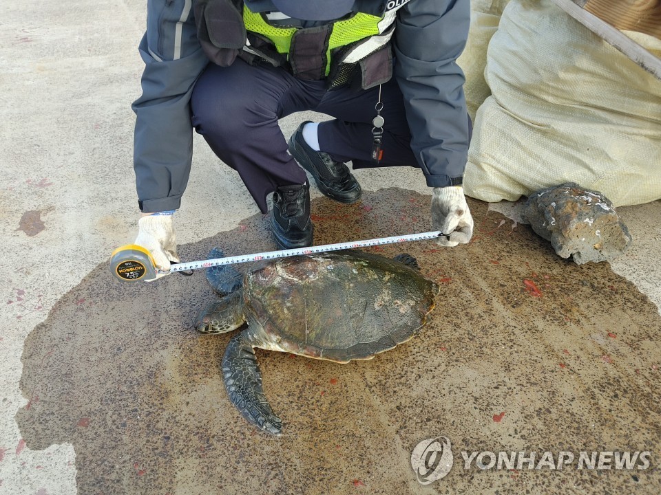 모자반 걸려 표류·탈진 푸른바다거북 구조…8일 방류 예정