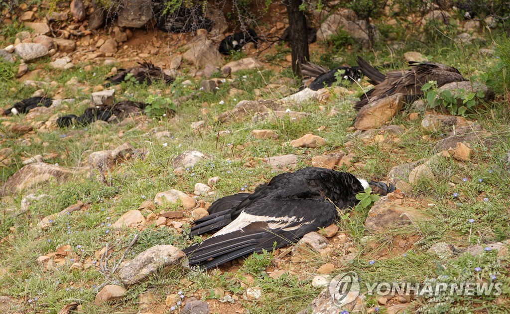 '멸종위기' 콘도르 35마리 볼리비아서 의문의 떼죽음…당국 조사