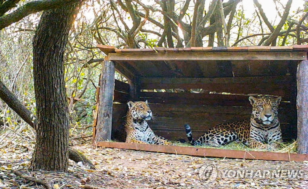 '야생 수컷·동물원 암컷' 재규어 짝짓기 작전 아르헨서 결실