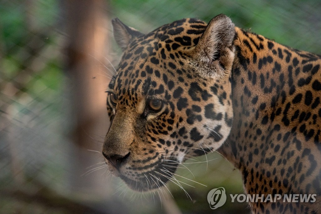 '야생 수컷·동물원 암컷' 재규어 짝짓기 작전 아르헨서 결실