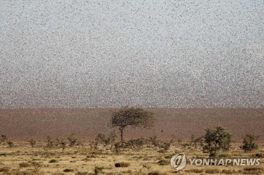 메뚜기 덮친 케냐 농부들의 '반격'…메뚜기를 사료·비료로