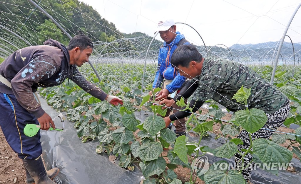 정부, 국내 체류 외국인에 농어촌 계절근로 허용